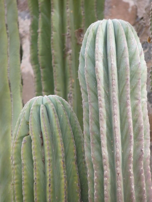 la pianta del cactus, onnipresente nella penisola. Ne esistono circa 120 specie, dai nomi eloquenti: da quelli piccoli globosi e spinosi a quelli alti e dalla forma stilizzata (cd. 